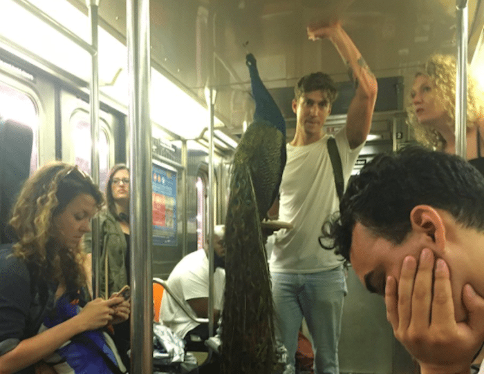 The Down-Low: A Peacock Impresses No One On The Subway & Other Stories You Shouldn’t Miss