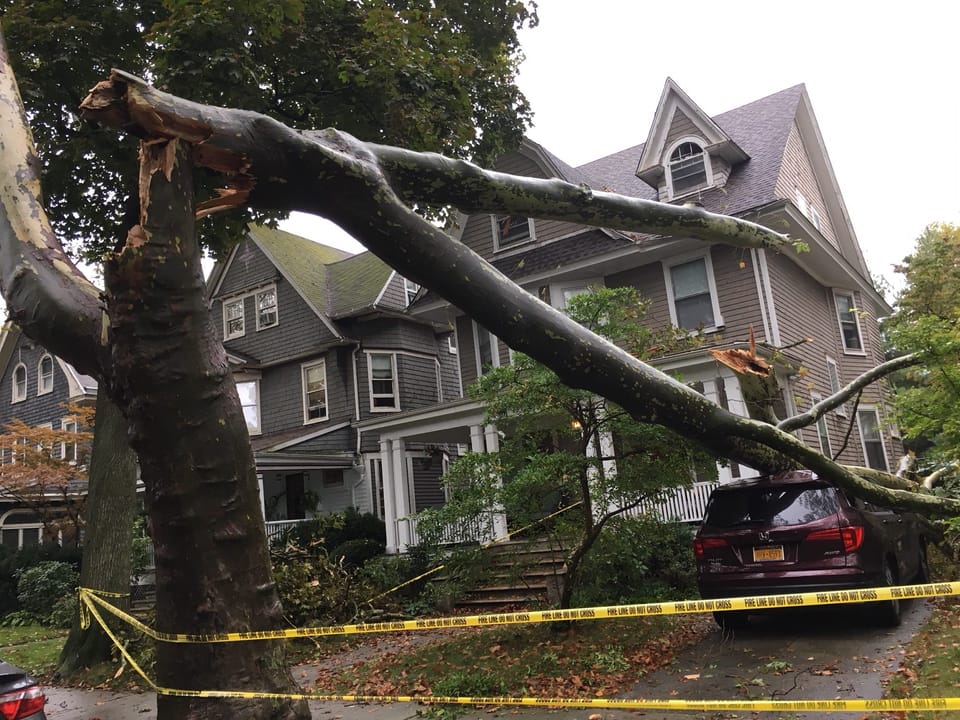 Wet and Windy Day Brings Tree Damage To Brooklyn