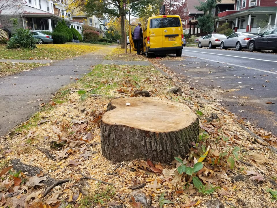 A Tree Falls in Brooklyn – What Happens Next?