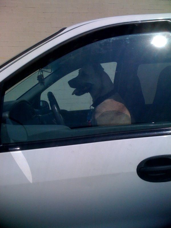 Dogs Can Drive Cars Too!