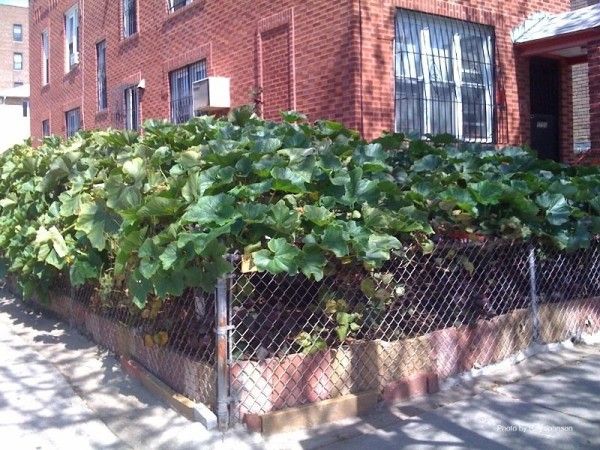 squash hanging garden ave v e 17 st corner