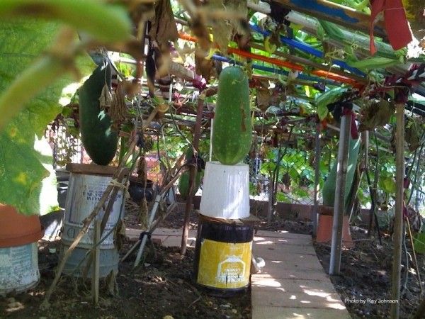 squash hanging garden canopy ave v e 17