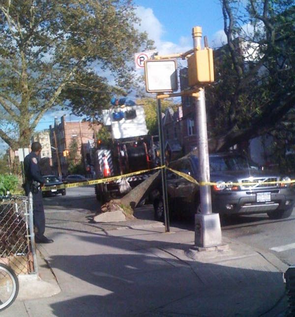 Fell Tree on Ave V and East 18th Street