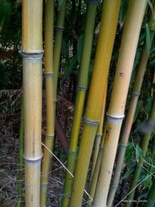 bamboo e 16 st ave stalks yellow