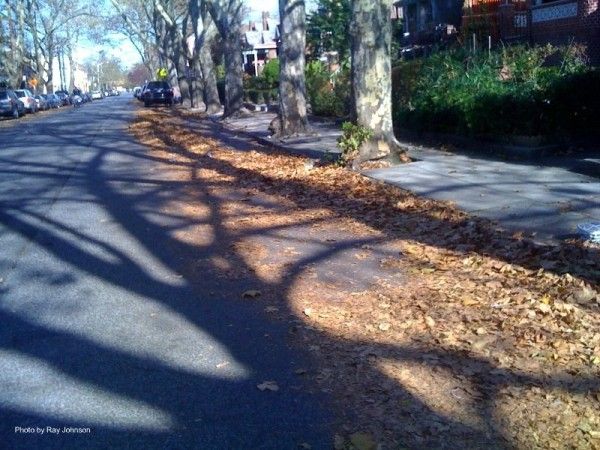 leaves after alternate side street parking nov 2009