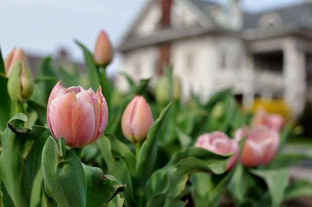 Tulips