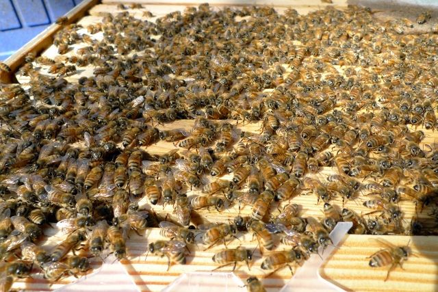Neighbor Seeks Future Beekeepers