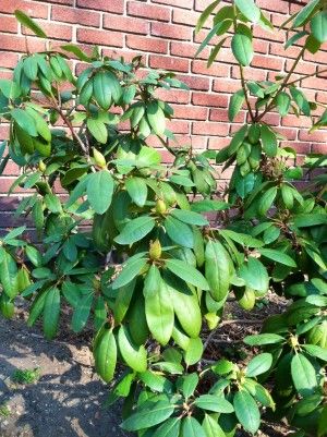 Rhododendron