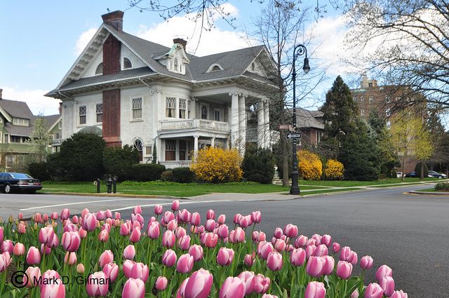 Tulips on Albemarle Road