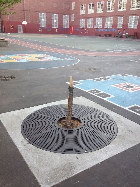Arborcide at PS 139 Playground