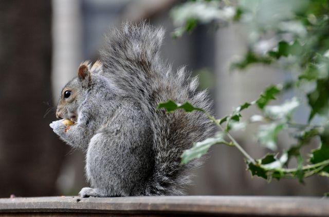 Speak Like a Squirrel (And Then Get Rid of Them)