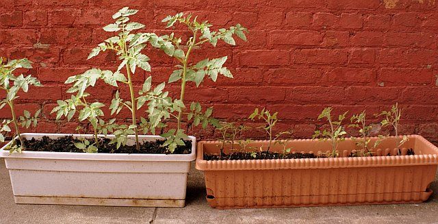 tomato plants