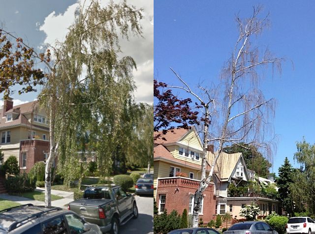 City Sees No Problem With Dead Tree on Argyle