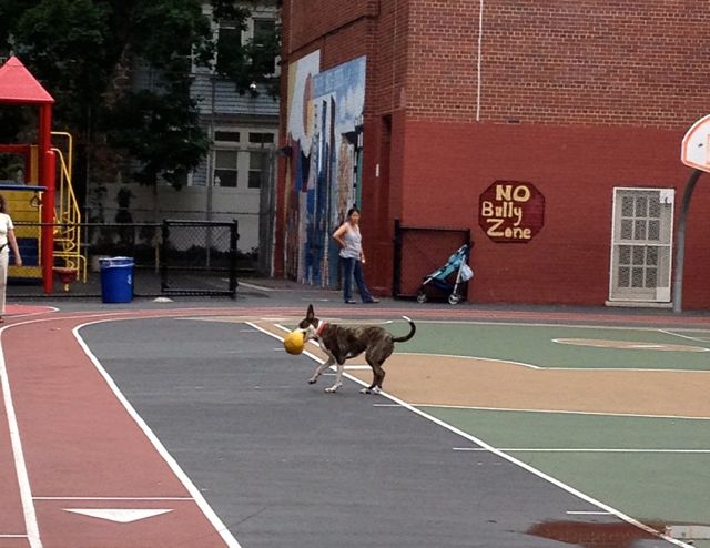 Dogs Off-Leash at PS 139 Playground?