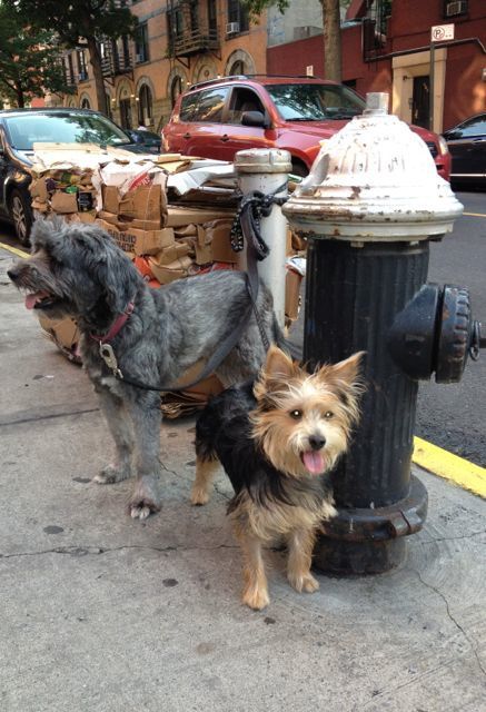 Hydrant Dogs
