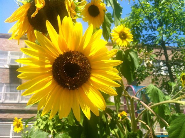 Elementary Sunflowers