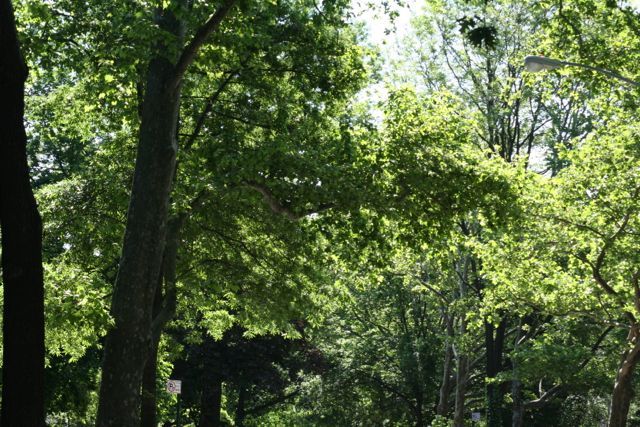 City Adds $2M More to Annual Tree Maintenance Budget