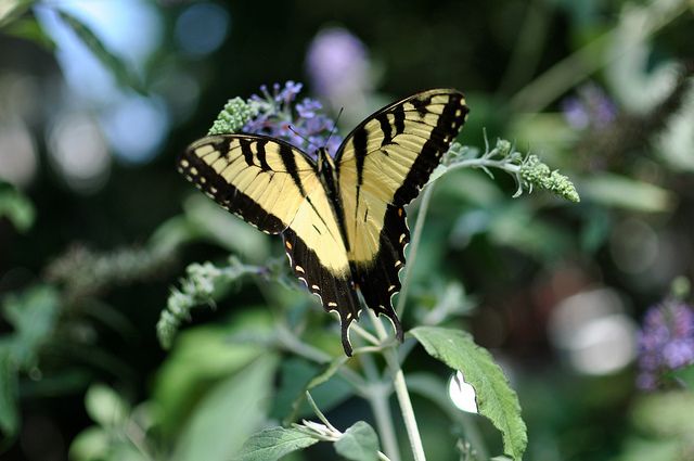 Swallowtail