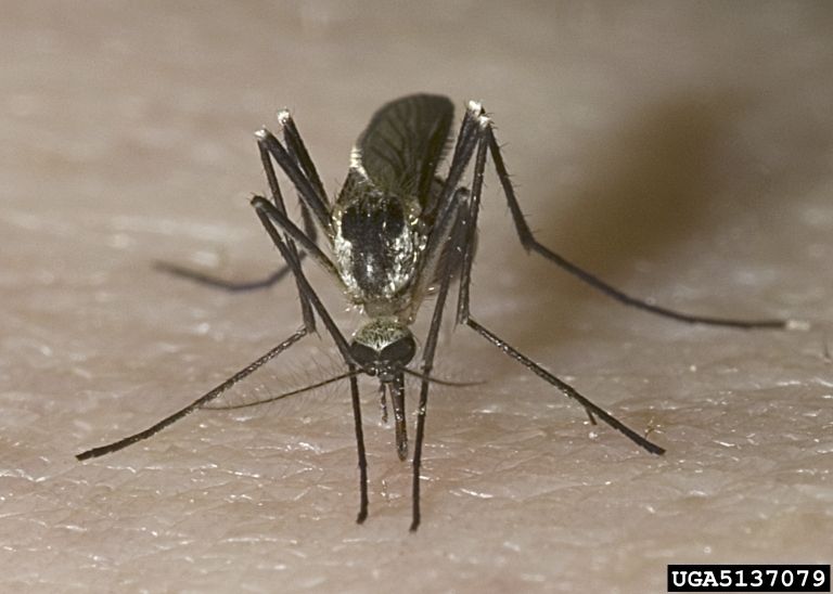 What to Do About West Nile Virus