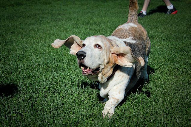 Third Annual Basset Hound Meetup Coming To Prospect Park Oct 27