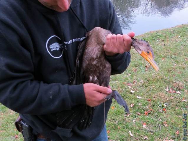 Double-Crested Cormorant Rescued at Green-Wood