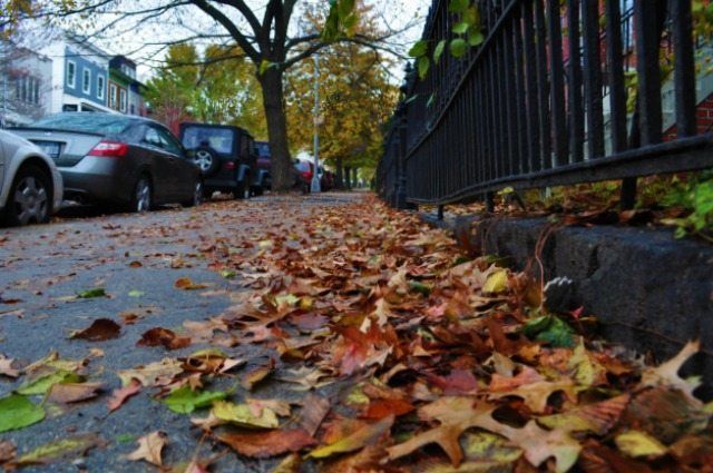 Don’t Trash Your Leaves, Drop Them Off at 6/15 Green