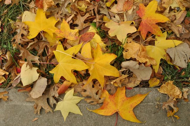 Bring Bags of Fall Leaves to Project LeafDrop Locations