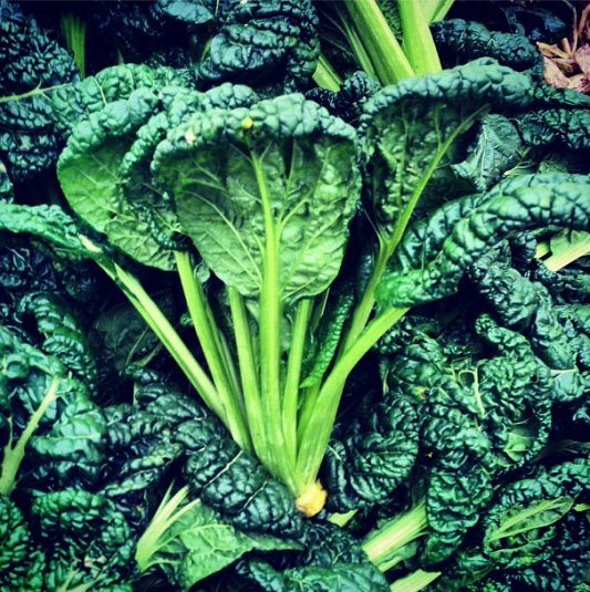 Kale at the Grand Army Plaza Greenmarket, via bkgreenmarkets on Instagram