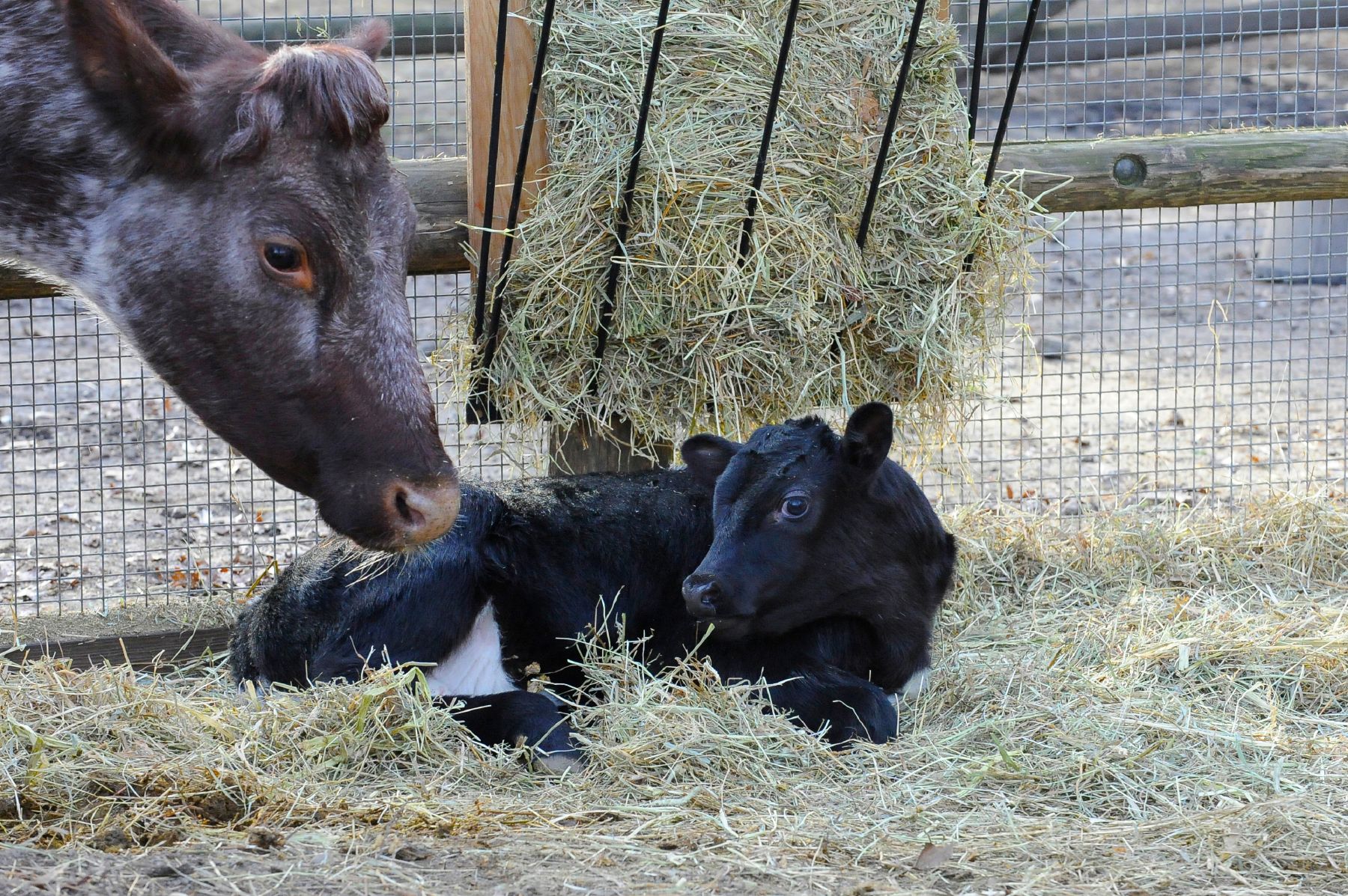 Tetley the cow and her calf at Prospect Park Zoo, by Julie Larsen Maher, WCS