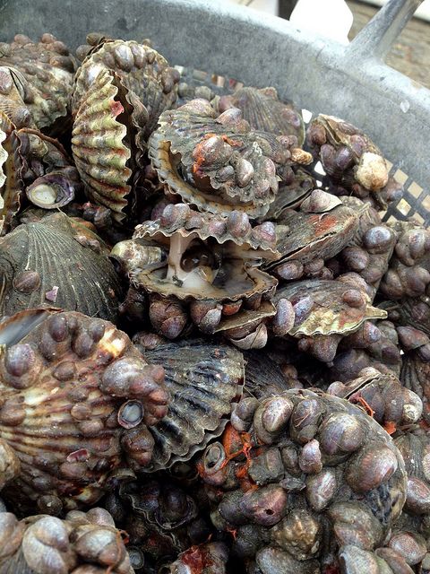 greenmarket scallops