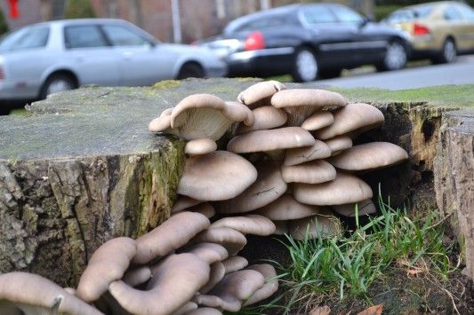 mushrooms on east 17th street