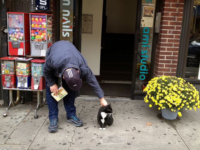 7th Avenue Shop Cat