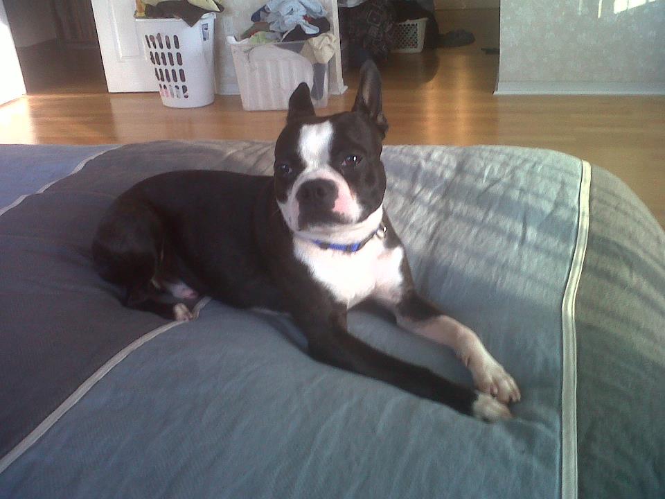 Have You Seen Capone the Boston Terrier?