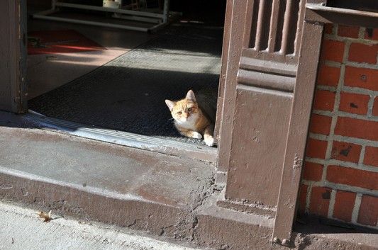 Sunshine Cat