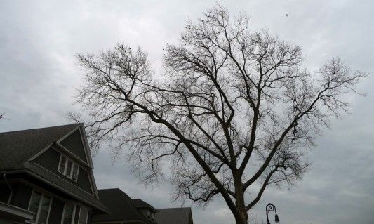 Starlings in a Tree