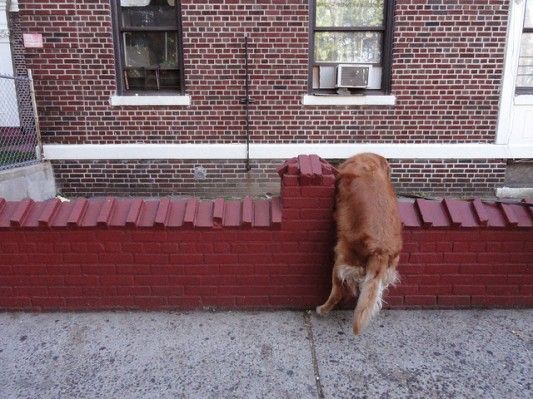 Dog Watching from Ox Cart