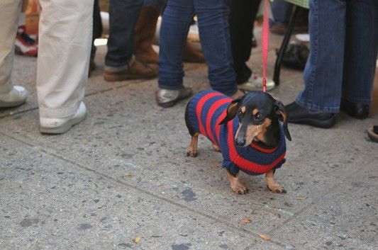 Dog at the Cortelyou Greenmarket