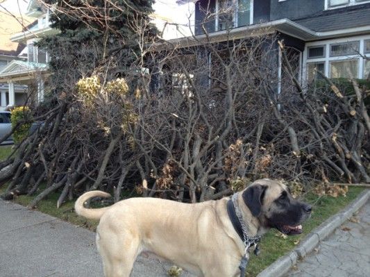 Stanley the Dog, With Tree Limbs