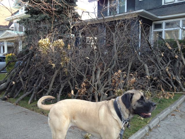 Tree Limbs With Dog (For Scale)