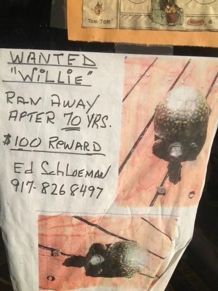 Be on the Lookout for Willie, A Box Turtle Who Escaped After 70 Years