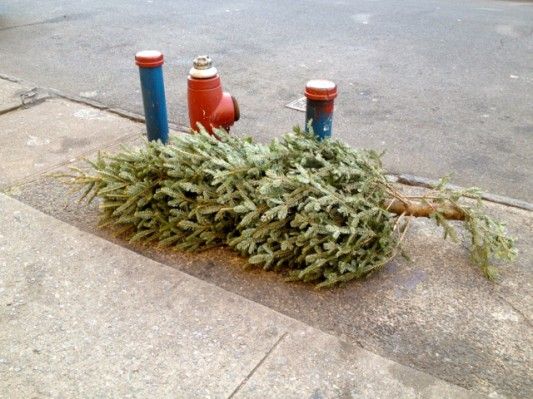 Christmas Tree in the Trash