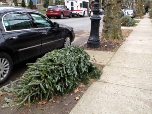 Christmas Trees Waiting Curbside to Be Recycled