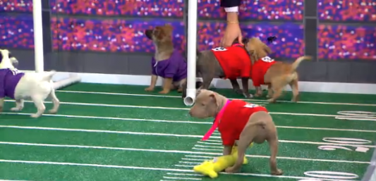 Puppy Bowl Preview, via GMA