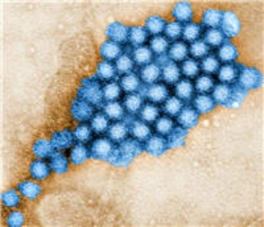 norovirus via CDC