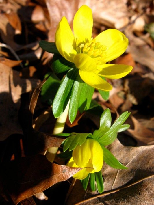 Winter Aconite, by Tracey Hohman