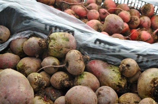 Beets at the Cortelyou Greenmarket