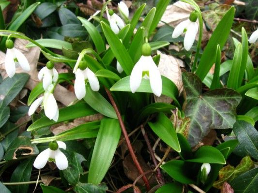Snowdrops by Tracey Hohman