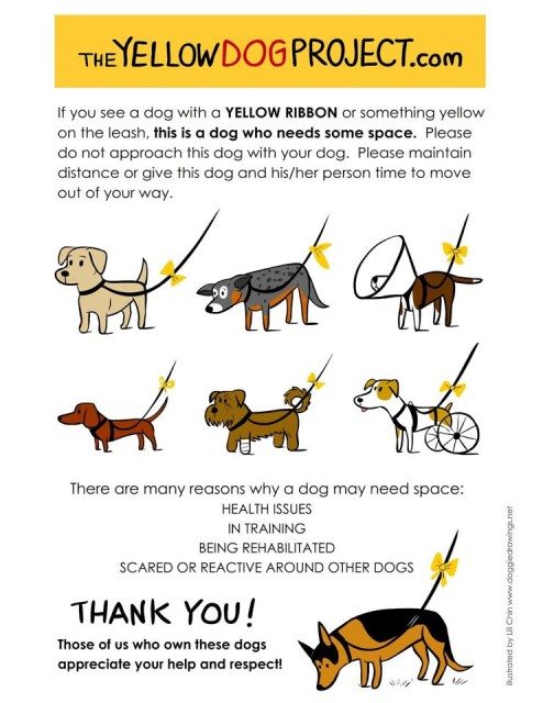 The Yellow Dog Project and You