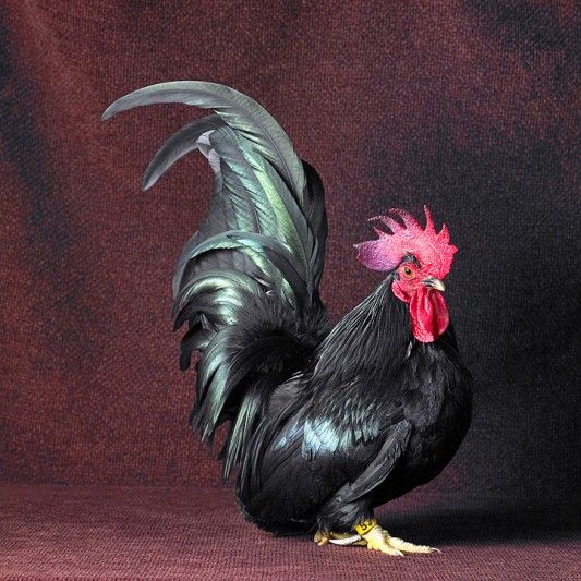 Black Japanese Bantam Cock