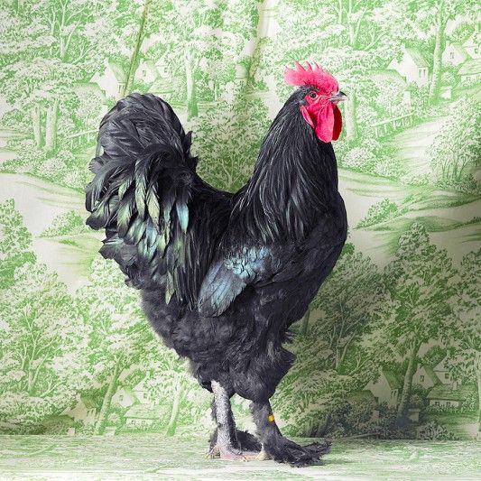 Black Langshan Cockerel